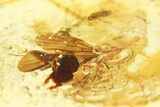 Polished Colombian Copal (g) - Contains Winged Termite! #281786-1